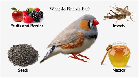 What do finches eat - The main nutrients mealworms have to offer: Protein – 24-26%. Fat – 34-43%. Calcium – 1%. Ash – 6%. Mealworms are a nutritious food for finches. They can be fed as a supplement to a finch’s diet or as an occasional treat. Mealworms are high in protein and fat, which is good for your finch’s health.